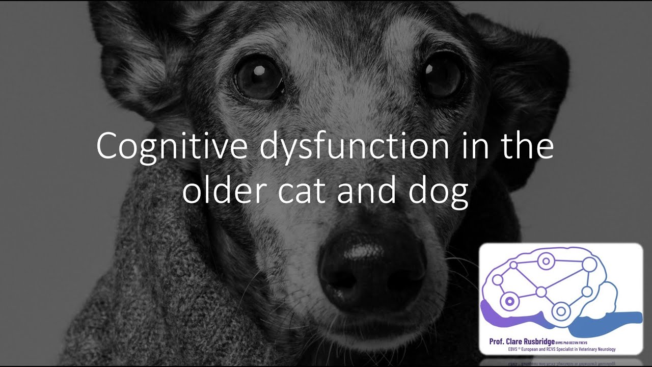 Cognitive Dysfunction in the Senior Dog & Cat: PART ONE — Pathophysiology and Diagnosis