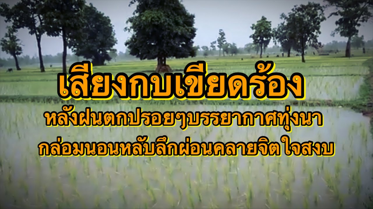 เสียงกบเขียดร้อง หลังฝนตกปรอยๆกับบรรยากาศทุ่งนา กล่อมนอนหลับลึกจิตใจสงบ