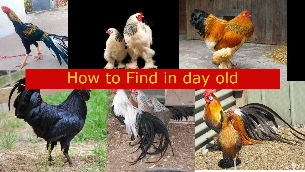Francy chicken birds in day old (Supertec incubators)