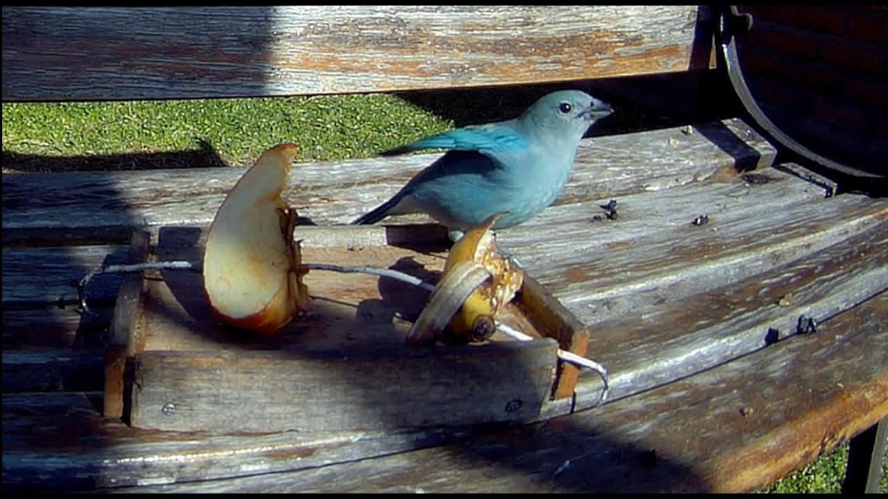 AVES: CELESTINO, CHINGOLO, ZORZAL