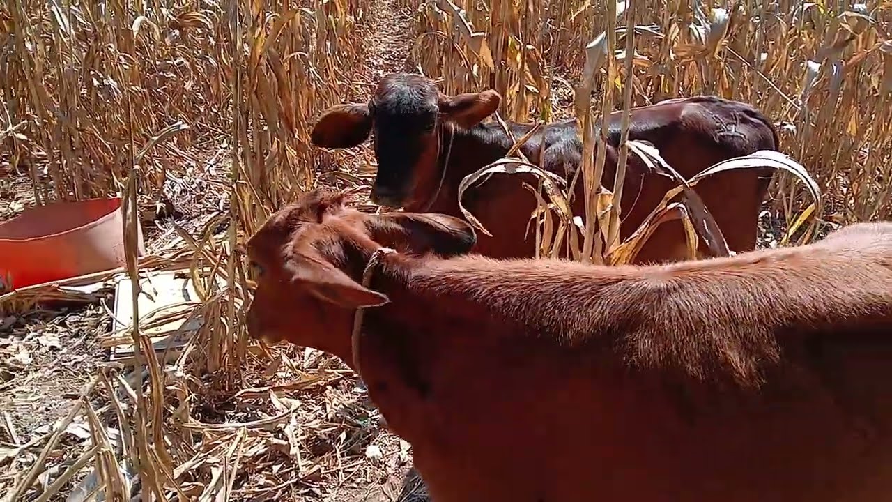 Fui a ver el ganado #campo#ganado#agricultura#
