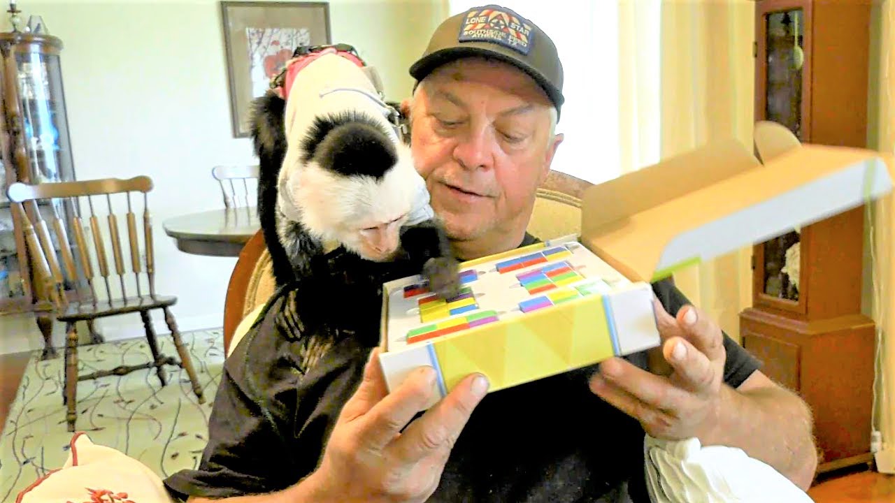 Brother Sends Magnetic Blocks to Lillian | Capuchin Monkey | Pet Monkey