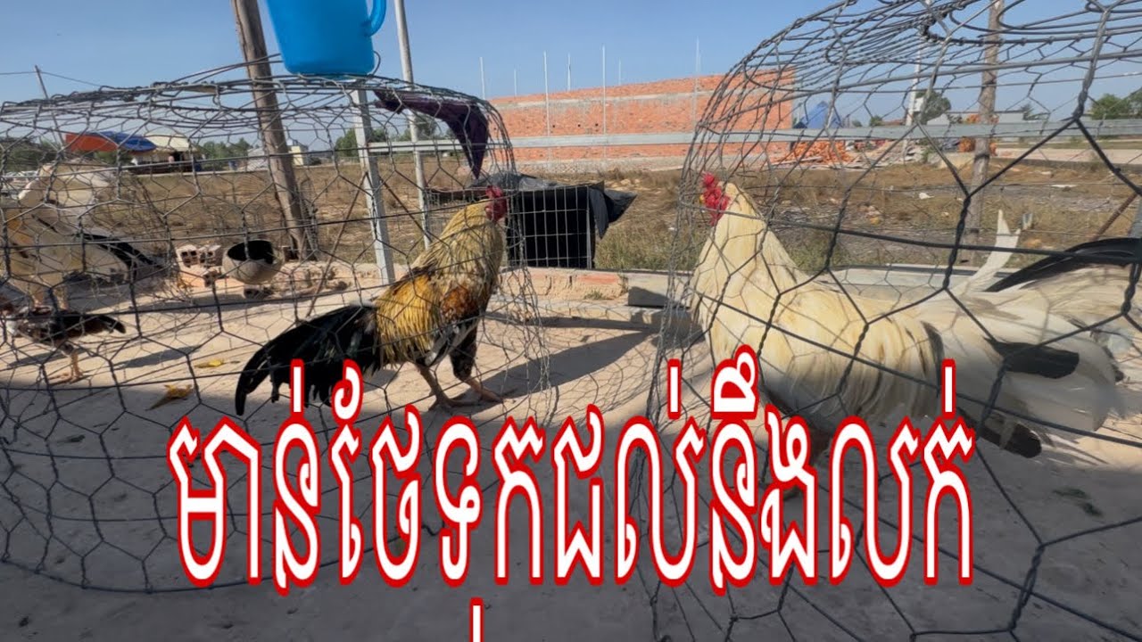 Part 60,មាន់ថែទុកជល់នឹងលក់#roosterchicken  