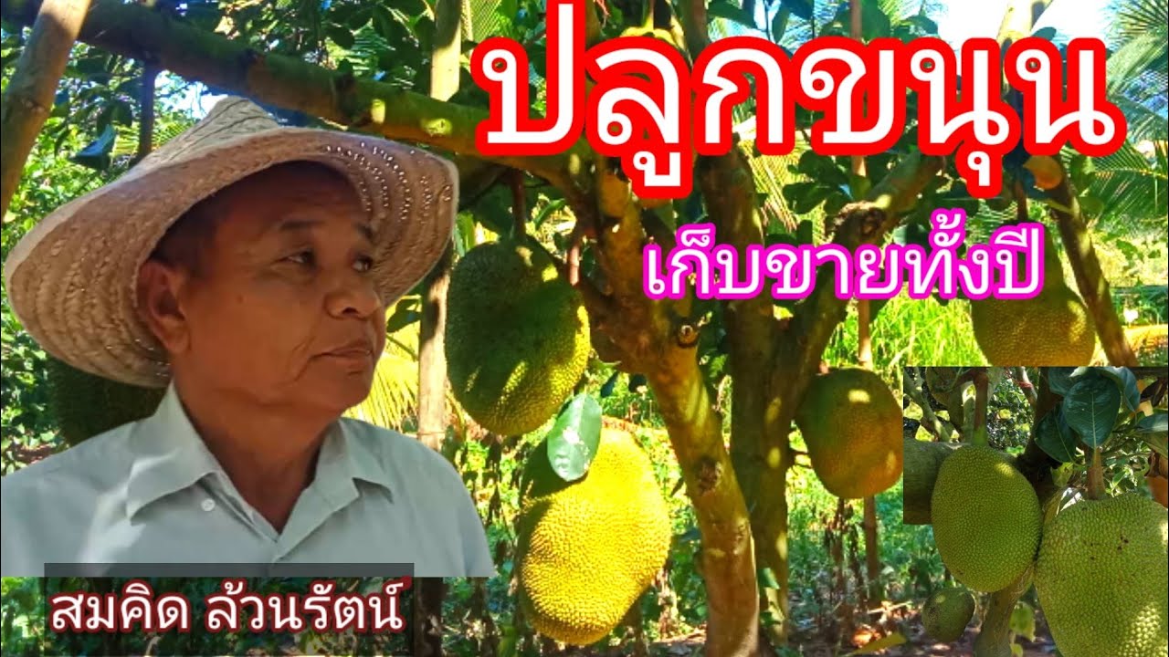 สวนขนุน 10 ไร่ รายได้หมุนเวียนทั้งปี/ลุงสมคิด ล้วนรัตน์//โมเดลเกษตร 18 ธ.ค. 64