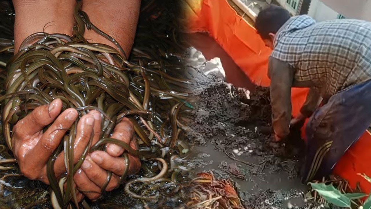 CARA LENGKAP MEMBUAT MEDIA FERMENTASI BUDIDAYA BELUT BAGI PEMULA