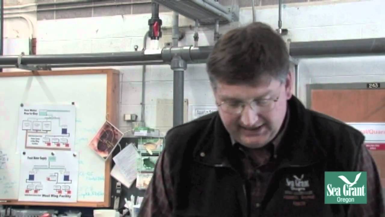 Aquarium Science - Fish Sedation prt 1