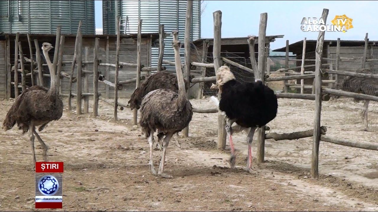 Carnea de struț, alternativă la mielul de Paști