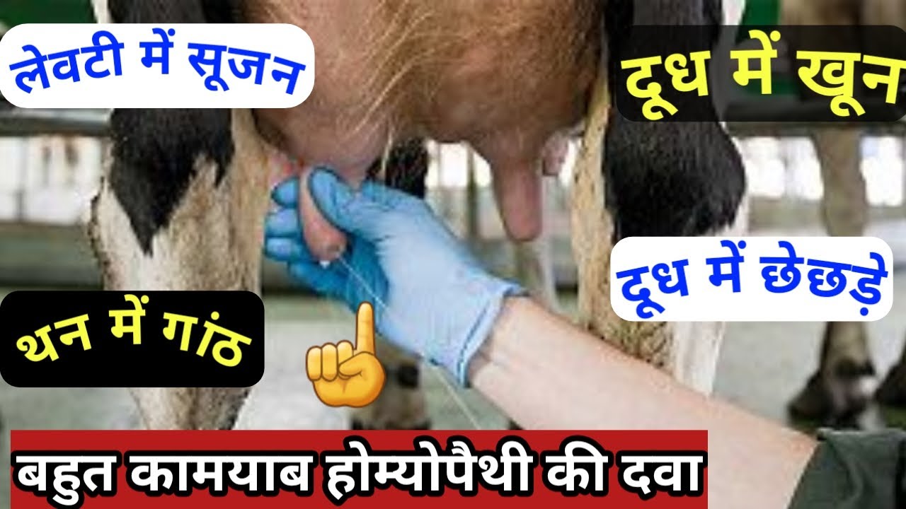 गाय भैंस के थनैला रोग, दूध में खून,थन मेँ गांठ,लेवटी मेँ सूजन|Mastitis Thanela Ki Dawa.