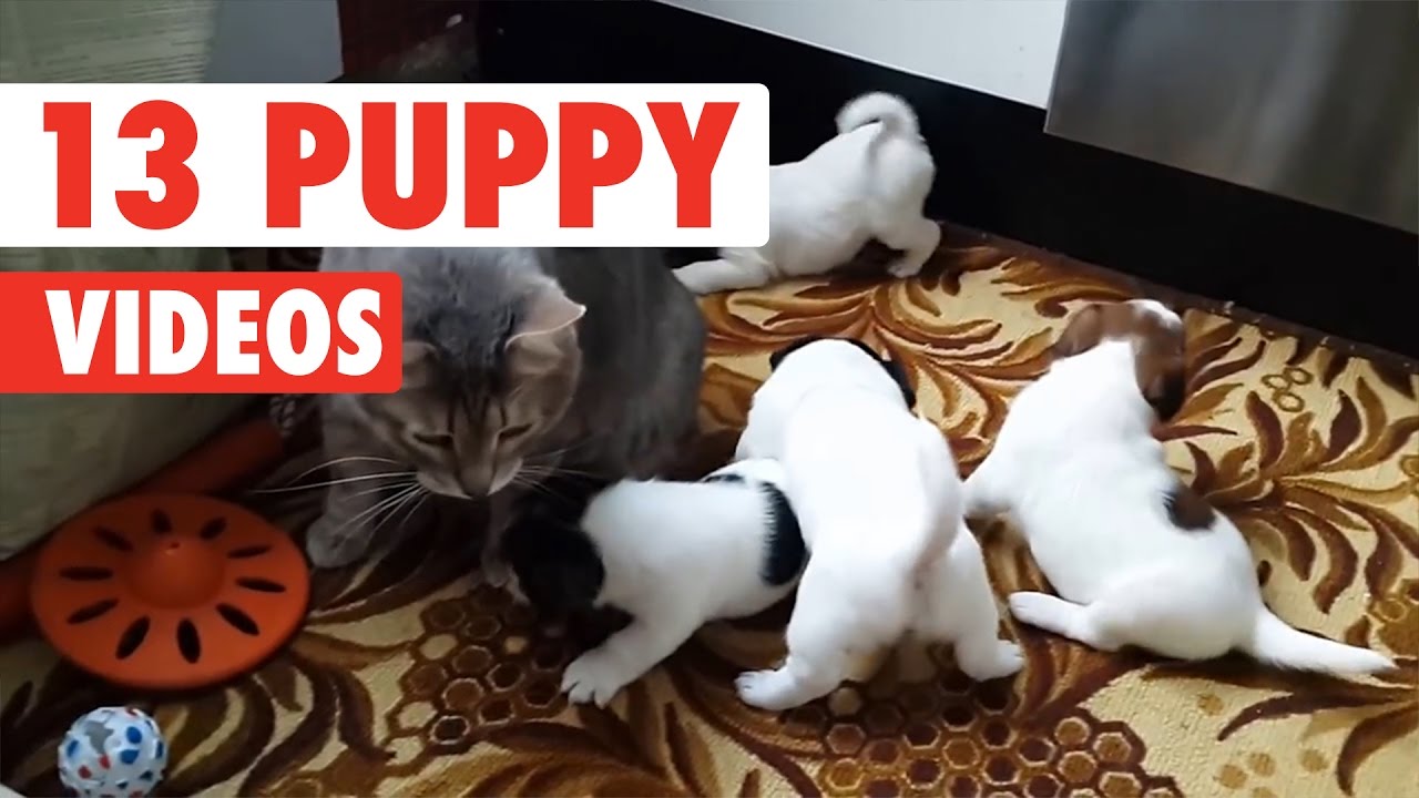 13 Funny Puppies | Cute Dog Video Compilation 2017