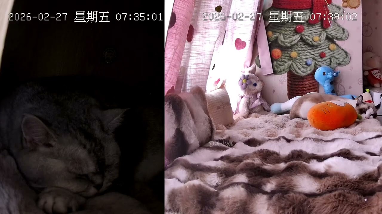Cats' Daily Life: Unraveling Their Mysterious Habits & Weight Loss Journey