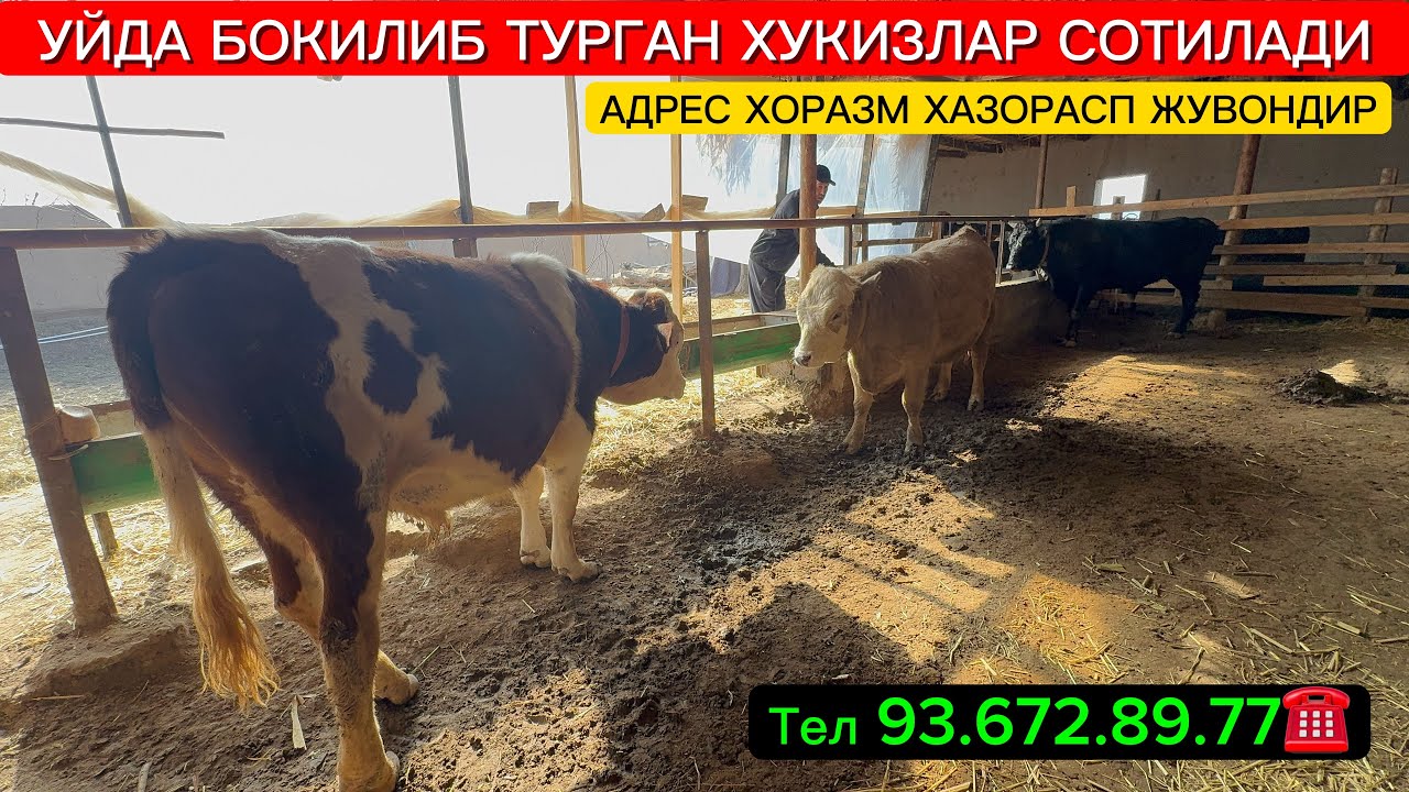 УЙДА БОКИЛИБ ТУРГАН ХУКИЗЛАР СОТИЛАДИ АДРЕС ХОРАЗМ ХАЗОРАСП ЖУВОНДИР ТЕЛ 93.672.89.77☎️
