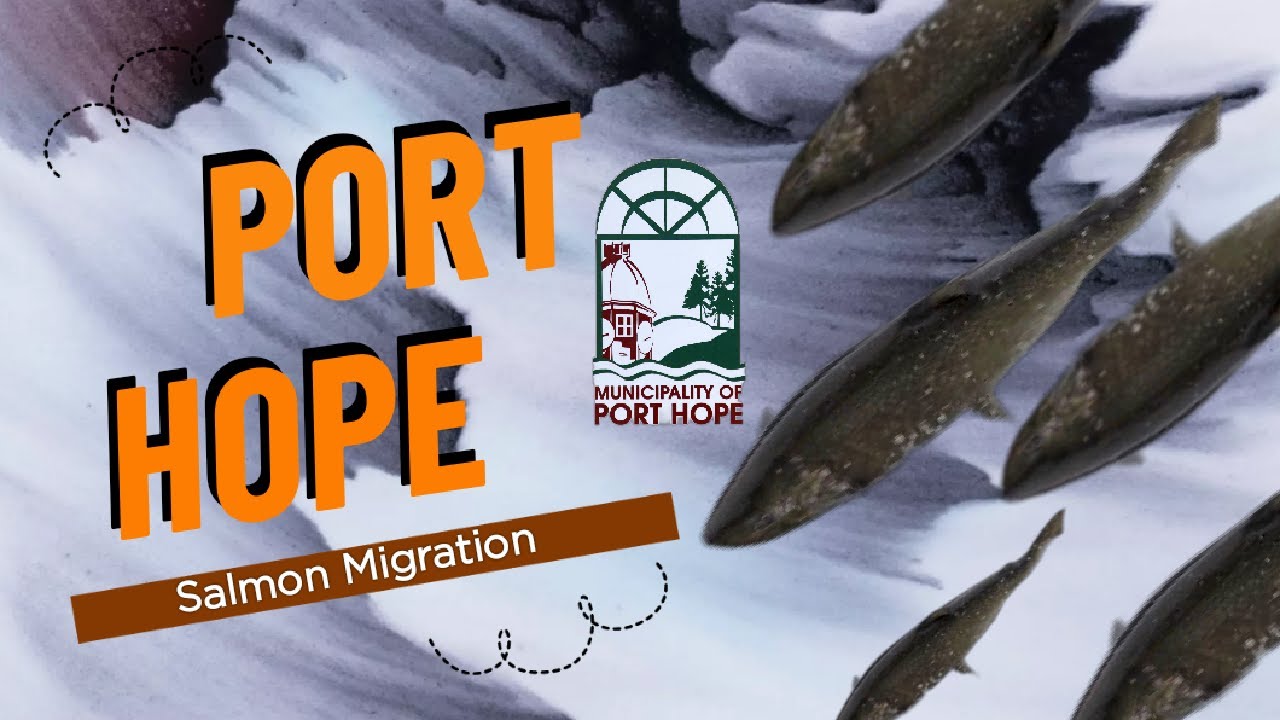 Port Hope Salmon Run