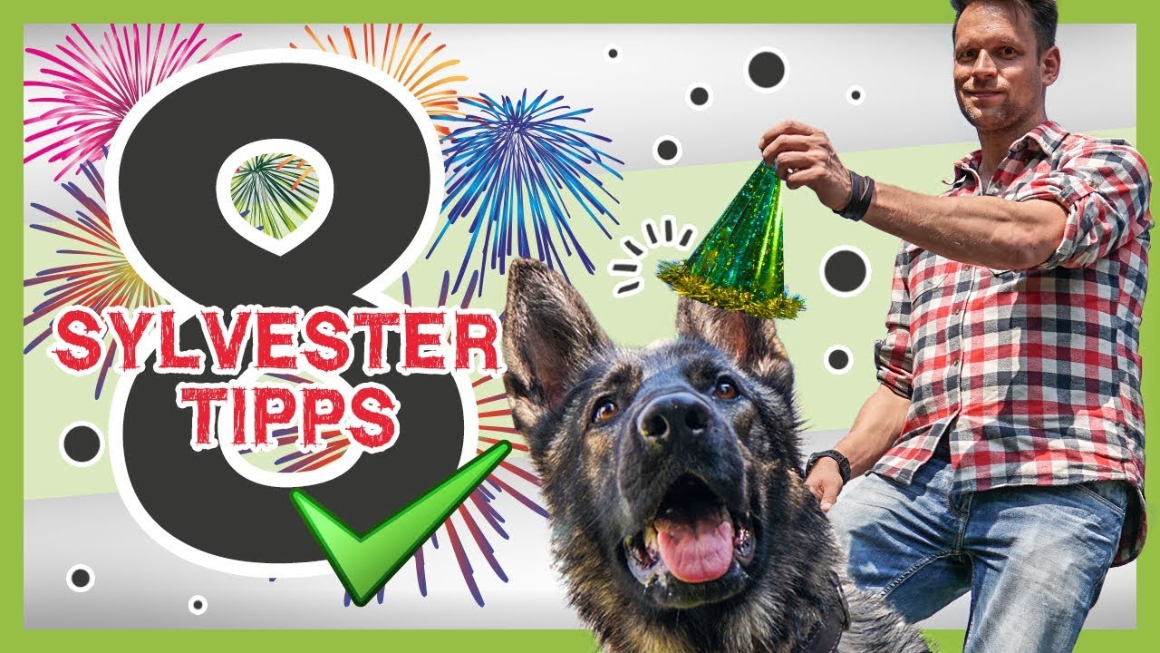 SILVESTER mit Hund: 8 Tipps für einen entspannten Rutsch ins neue Jahr!