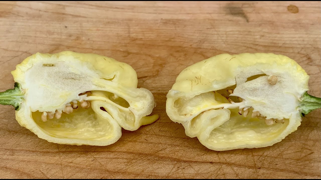 A Gigantic White Moruga Scorpion! Crazy oils in this exotic pepper grown by Tomas Spillane!