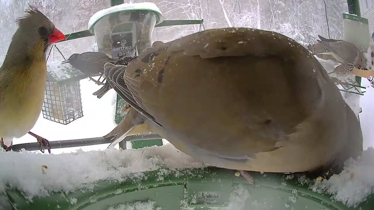 Super Triple Feeder in New England! HUGE Nor'easter NOW! Restart! Our friends will be fed no matter!