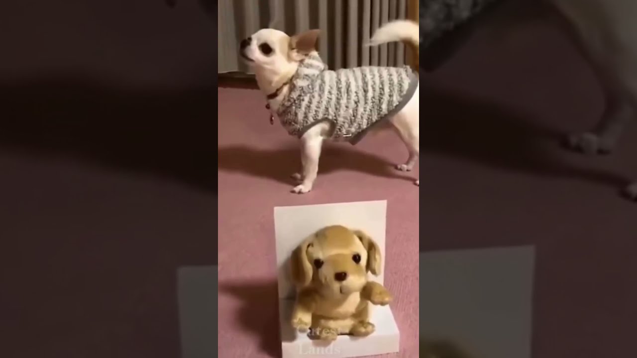 Cachorro imitando latir #Shorts