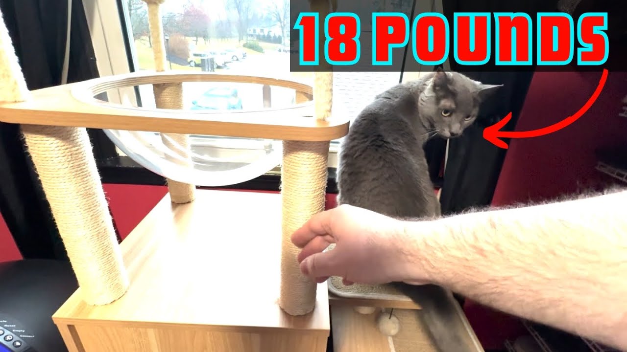 Large Cat Tree House for Big Cats!