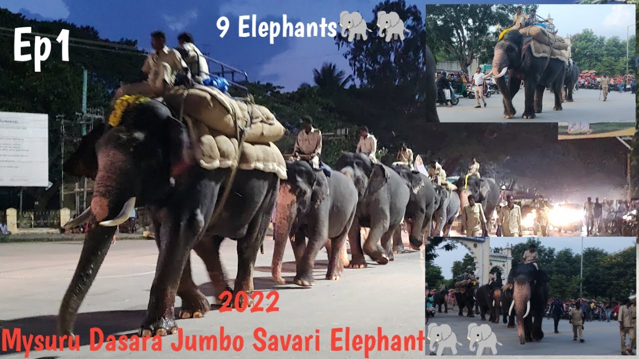 Mysuru Dasara 2022 Jumbo Savari Elephant 🐘Bannimantap mysuru