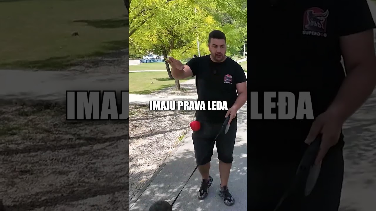 Radna linija njemačkog ovčara #superdog #pas #dresurapasa #njemacki