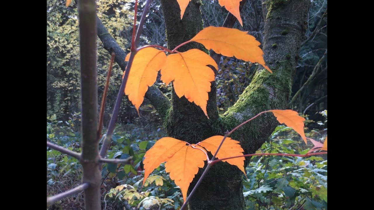 Wege durch den WeltWald 2: Korea und Japan