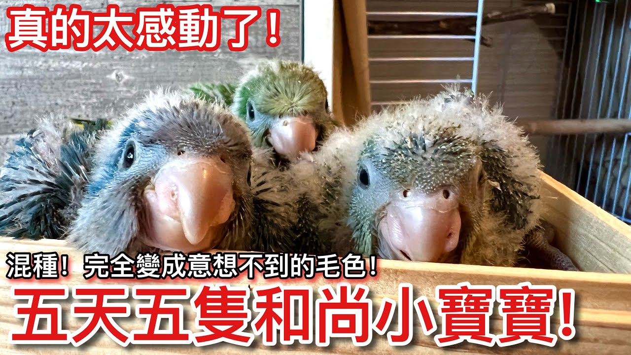 萌翻天！超幼嫩寶Baby全家來報到！盛大開獎「漸層色」和尚後代？帕薩長大了！遛金剛鸚鵡外出紀錄！【鸚鵡小木屋VLOG】
