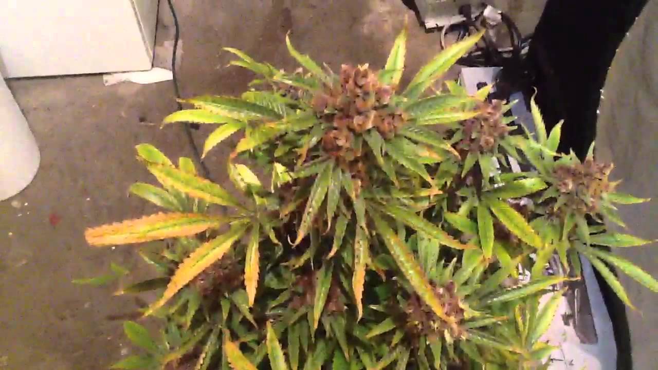 Purple Gorilla Grow 9
