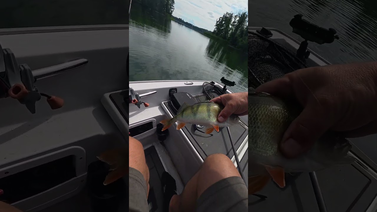 Stado dużych OKONI🐠w końcu wyszło z głębin na żer🦾#fishing #wielkopolska