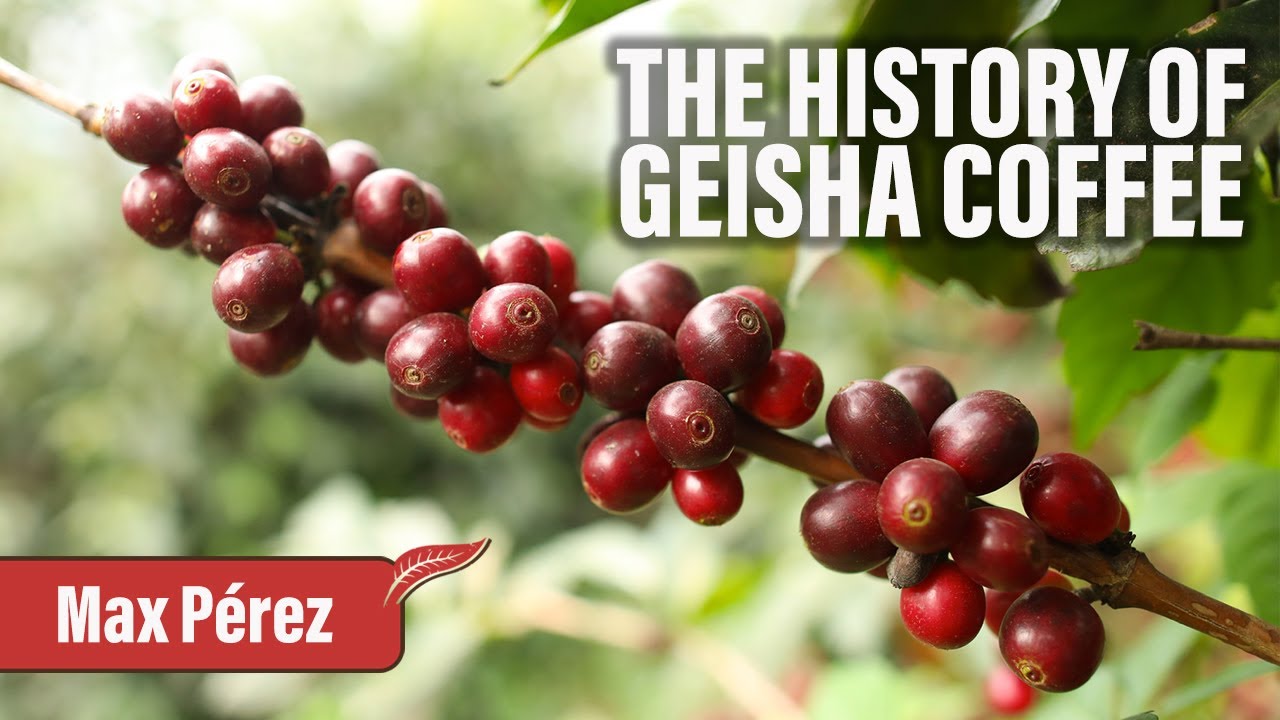 What is Geisha coffee? ☕️ Learn about the history of this exotic coffee.