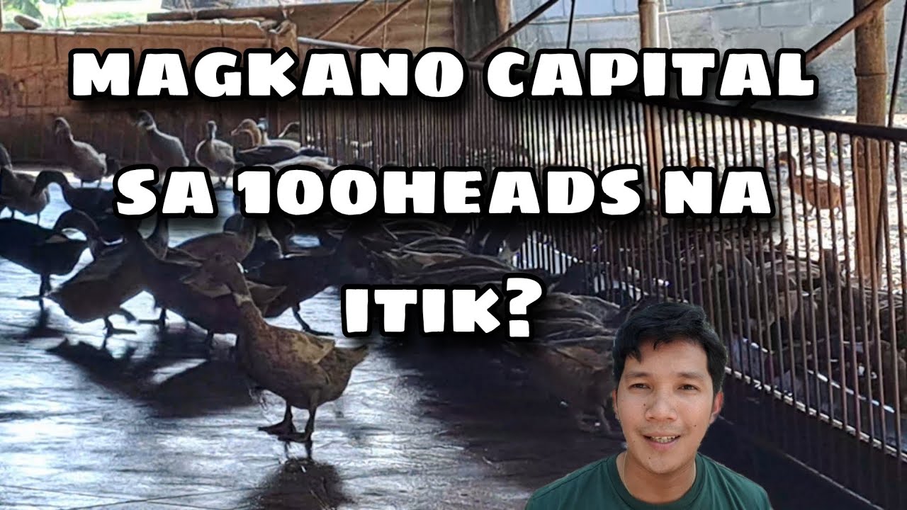 Magkano CAPITAL sa 100heads na itik? + tips sa pagaalaga at pagbili ng RTL?