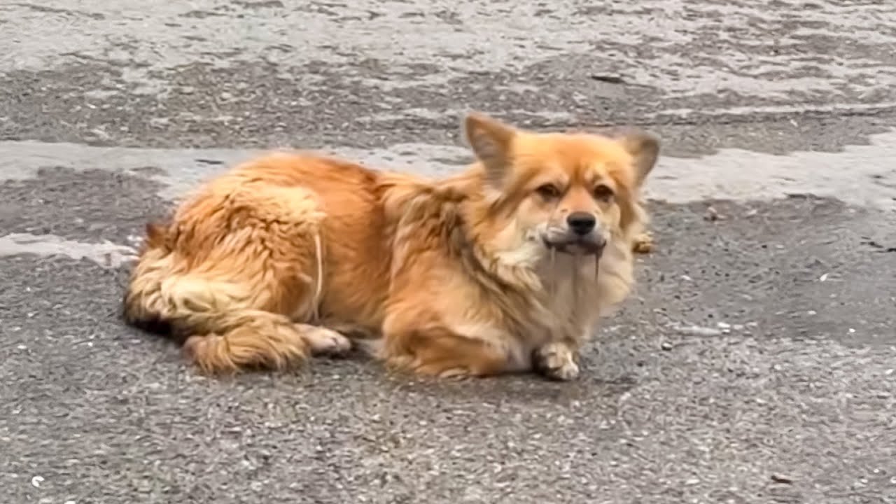 少女は交通事故から犬を救出したが、衝撃の出来事が彼女を待っていた。