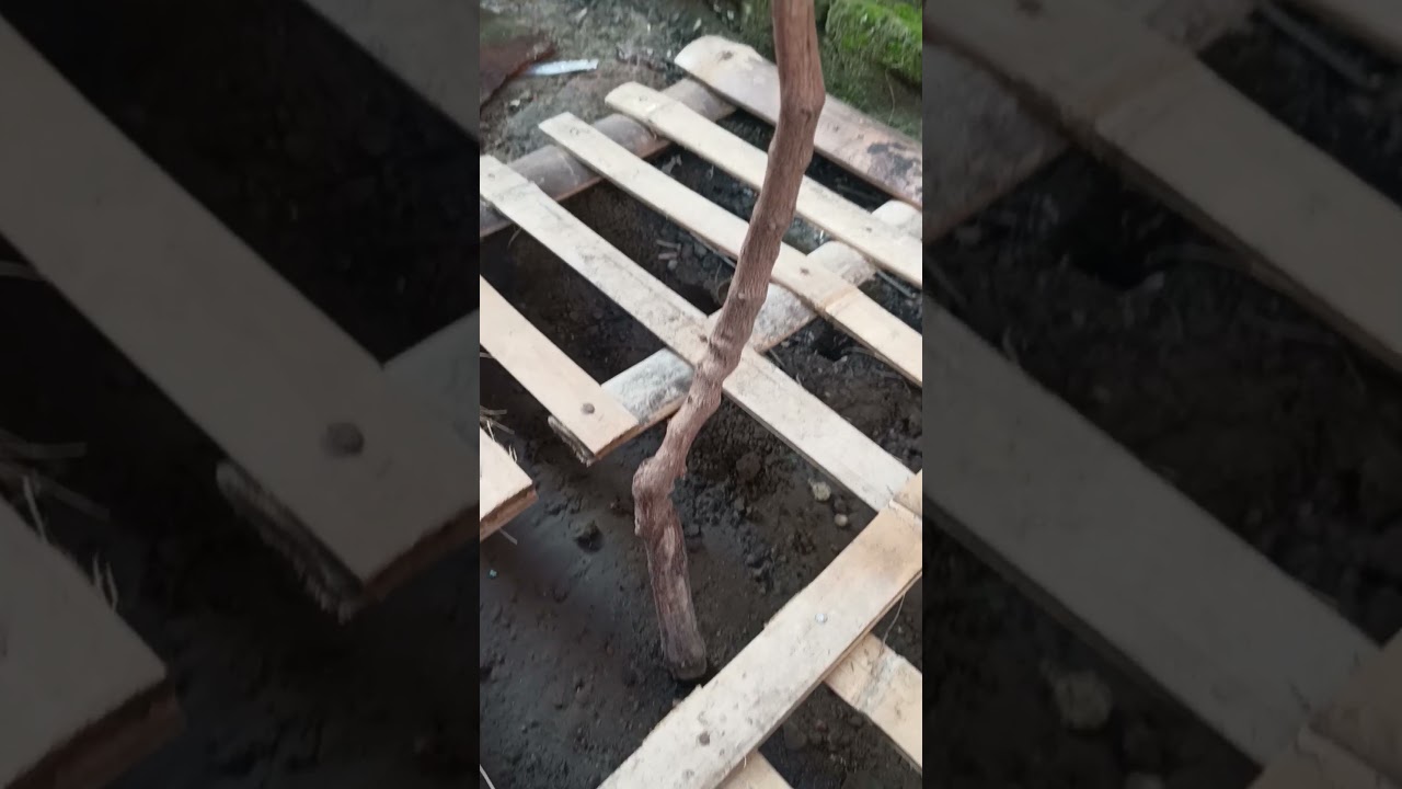 Sistem Rambatan Anggur Terbaik untuk Pemula!