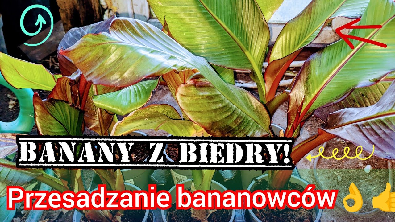 Bananowiec maurelii z biedronki po zimie, przesadzanie, jaka ziemia, porady ogrodnicze.