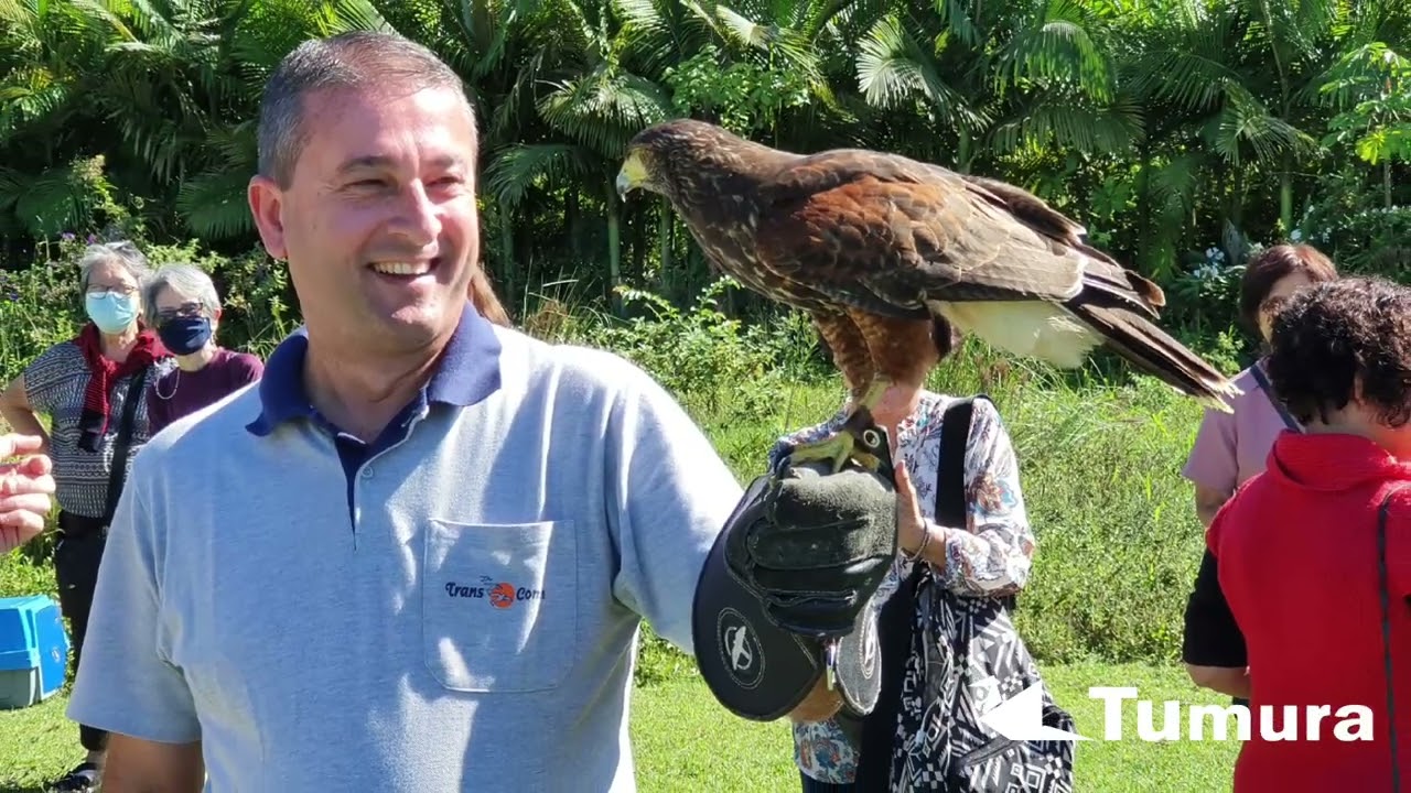 Falcoaria em Pomerode,  SC com a TumuraTour e a ArtFalcon.