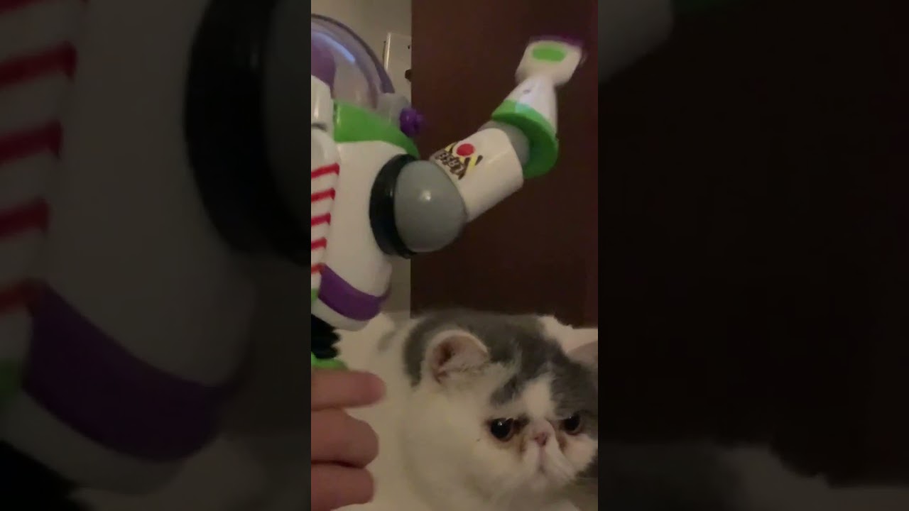 #cat #catbehavior #buzz Buzz pets cat😆