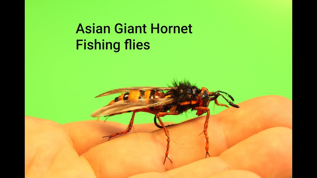 Asian Giant Hornet