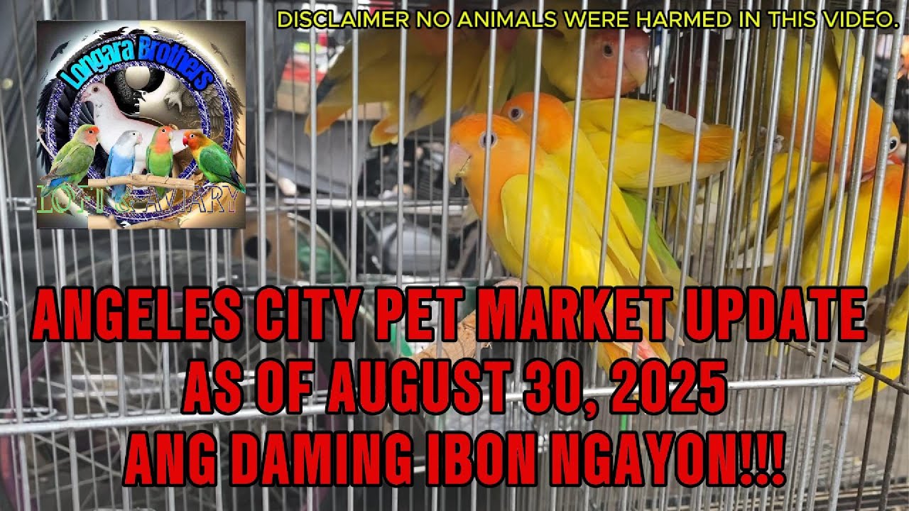 Angeles City Pet Market Update as of Aug. 30, 2025 | Ang daming ibon!!! #petmarket #africanlovebirds
