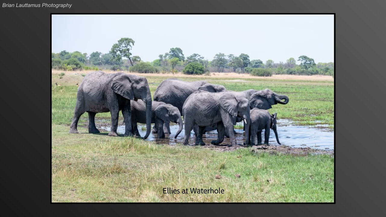 Khwai Botswana Game Drives (Nov. 2023)