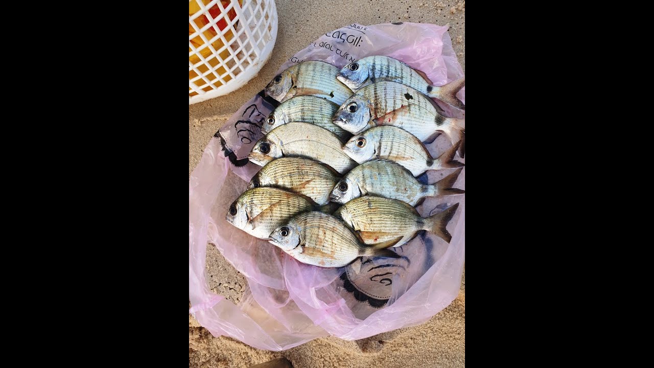 אקשן סרגוסים - סשן בוס בצהריים .