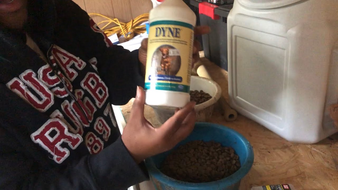 What I Feed My Pitbull