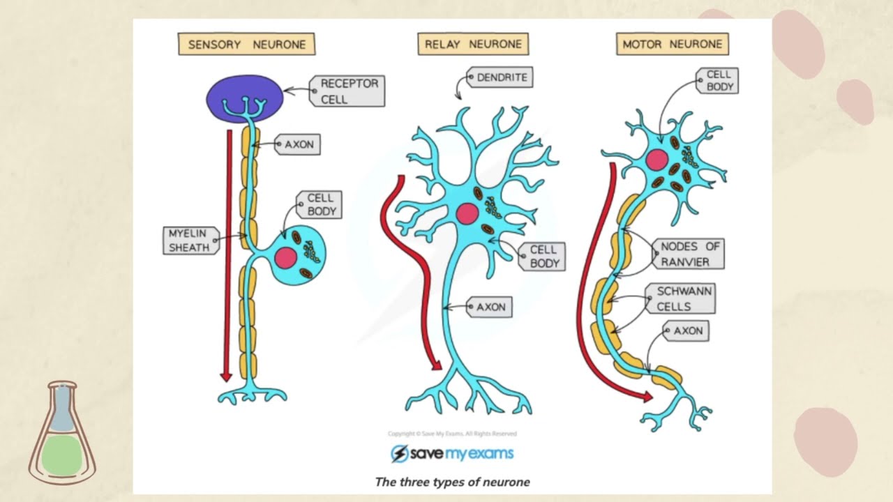 Coordination and Response IGCSE COORDINATED SCIENCE | B9.1 Nervous control in humans | PART 1