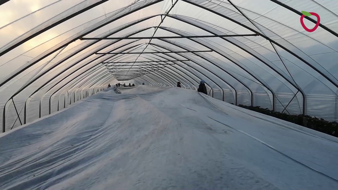 Truskawkowe warsztaty (cz. I) - Intermag i Agrimpex