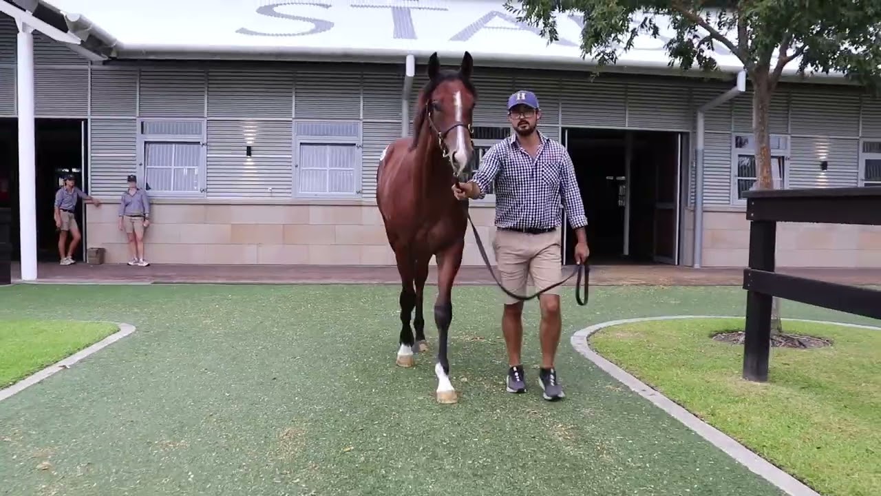 Snitzel x Nanyo Venus Colt