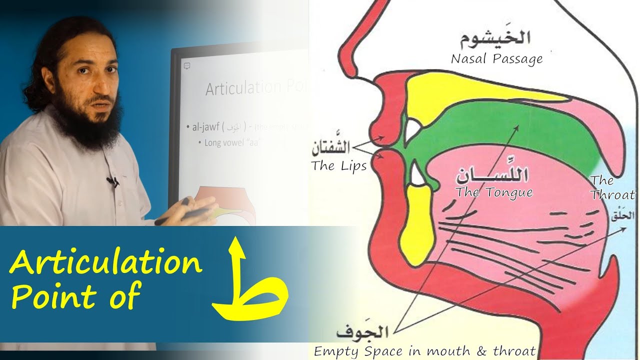 Articulation Point (Makhraj) of T_aa ( ط ) | Lesson 16