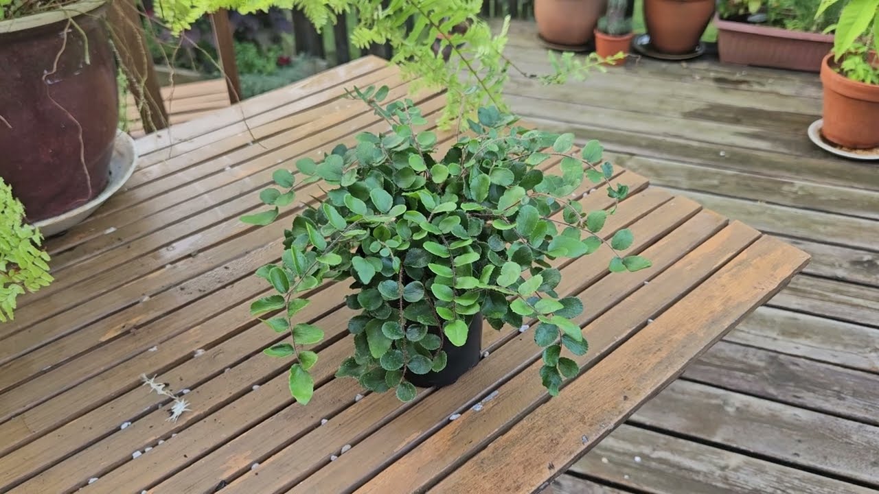 I have a new fern Pellaea rotundifolia August 2024
