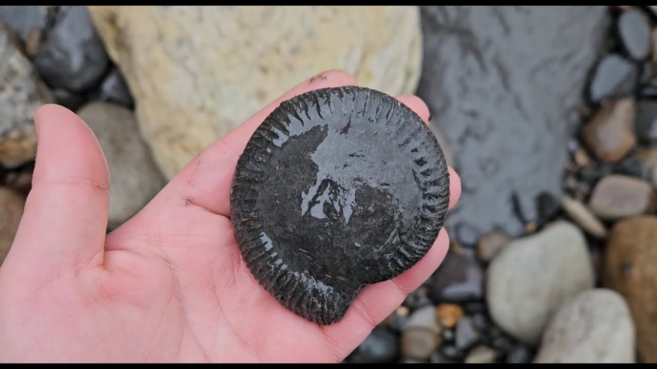 Short #fossilhunting walk in #whitby 05/01/26