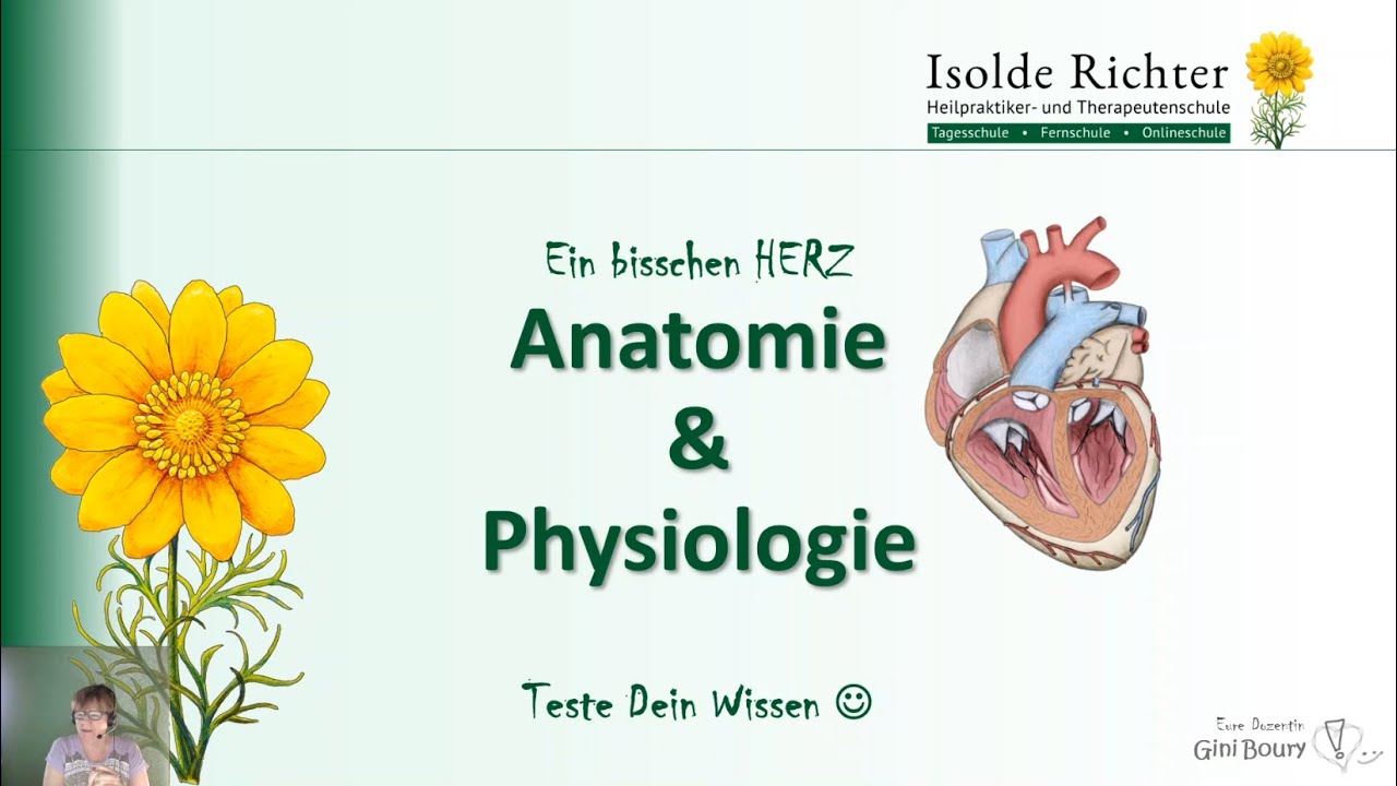 Herzklappen – Teste dein Wissen zu Diastole, Systole, Taschenklappen, Mitralklappen & mehr