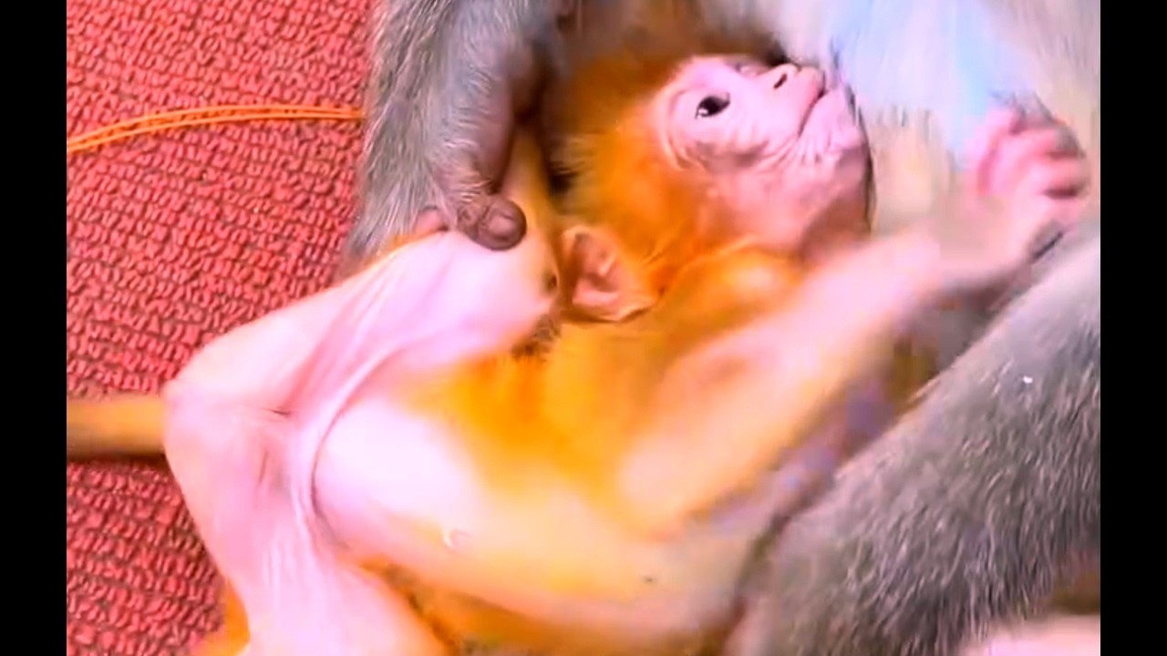 Wow so cute baby monkey while Mom monkey tries pull her leg.
