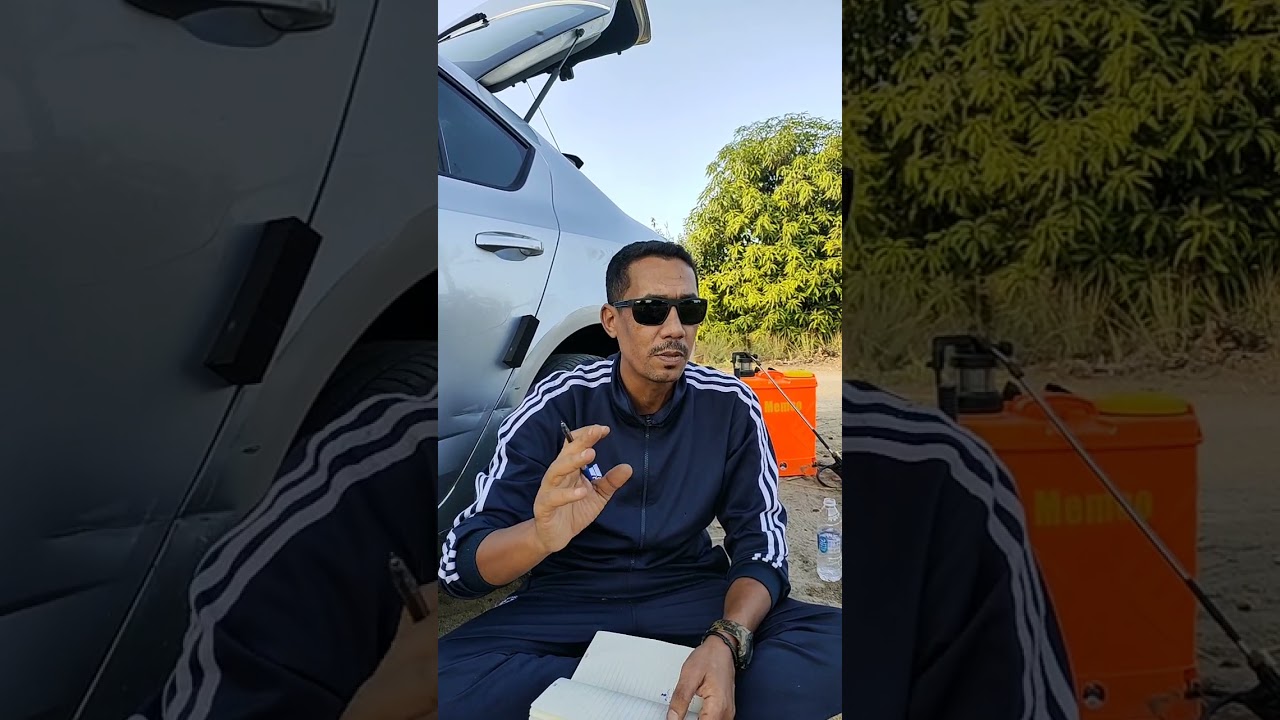 ارشادات شهر أكتوبر وحتي ديسمبر لمحصول المانجو