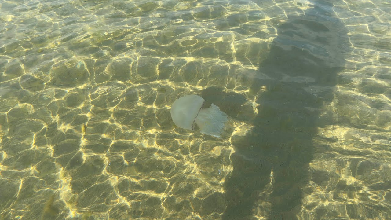 #анапа Утро на пляже Джамайка. Море просто супер. Заснял дельфинов. #день13