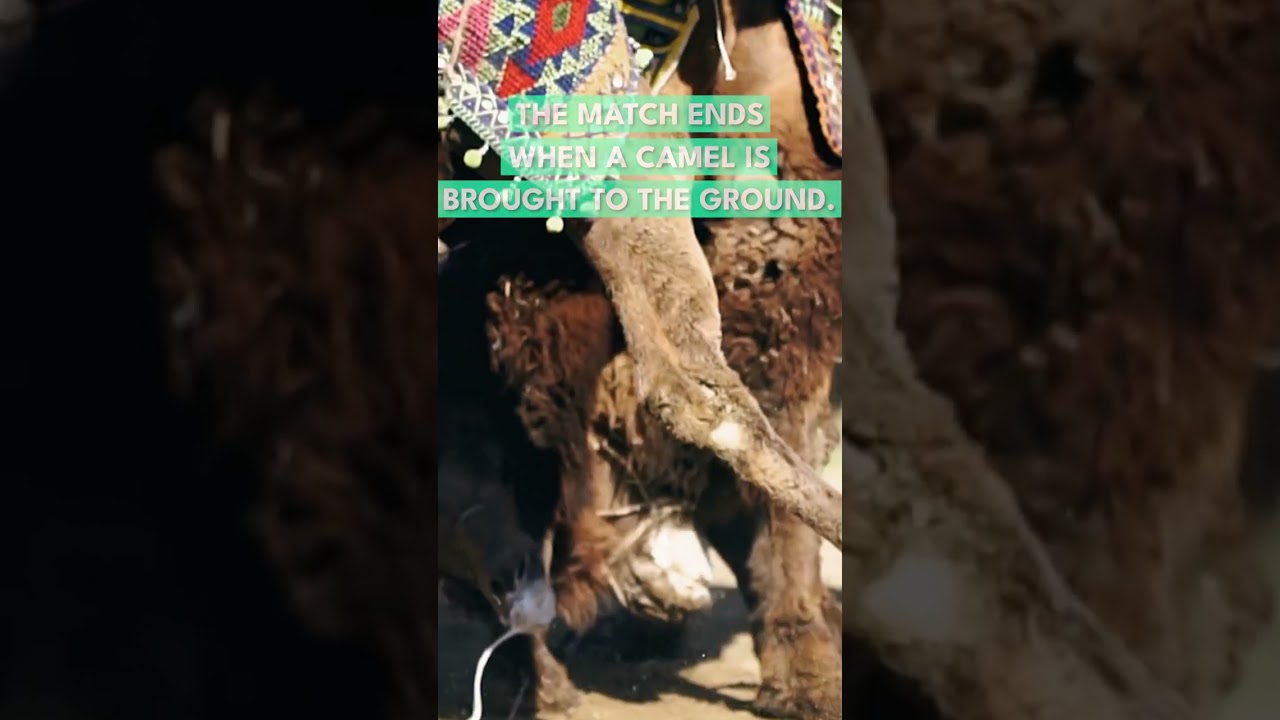 Ready to rumble? Camel wrestling championship | WIDE